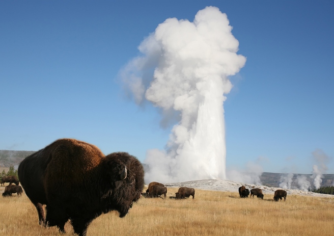 wildlife-near-old-faithful-geyser