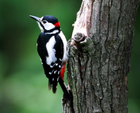 Great spotted woodpecker 01